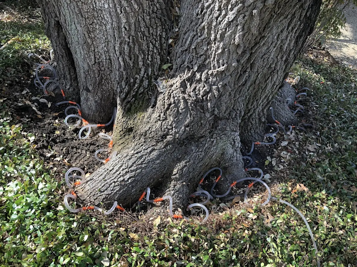 Detailed Tree Cabling and Bracing job site in Holyoke