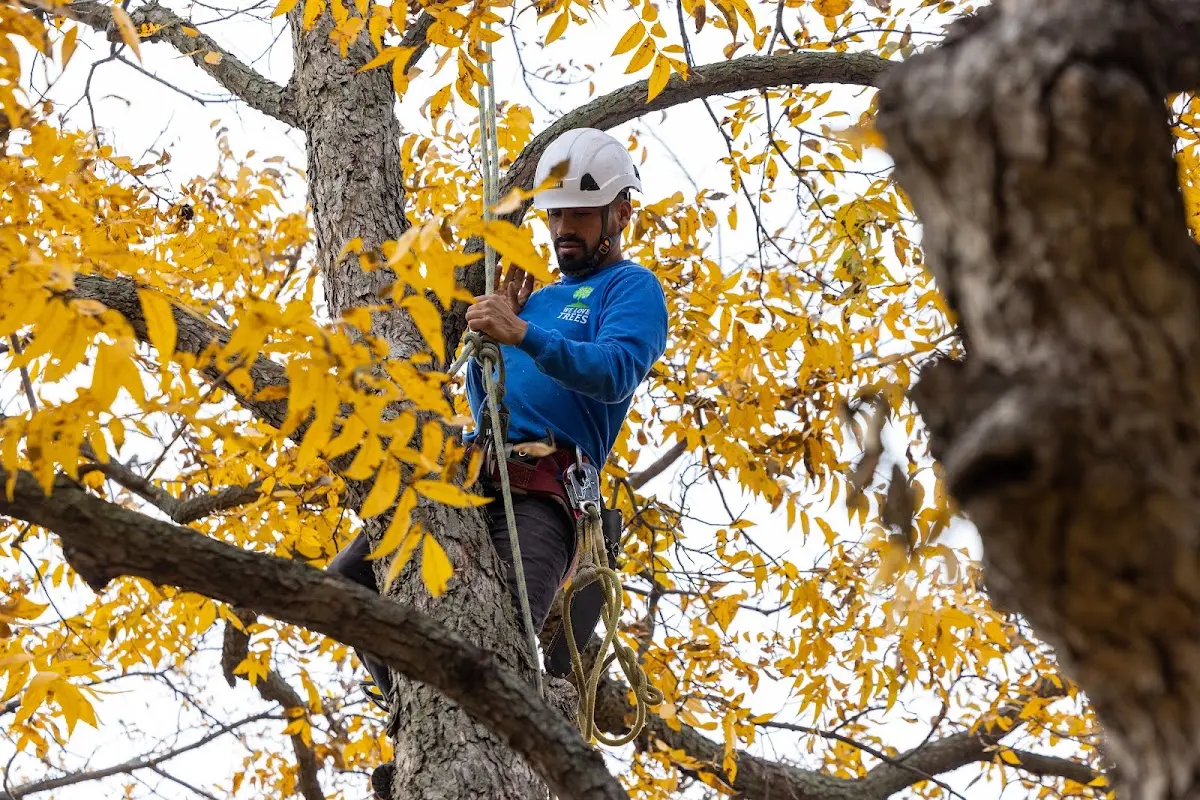 Skilled Tree Trimming crew working in Holyoke
